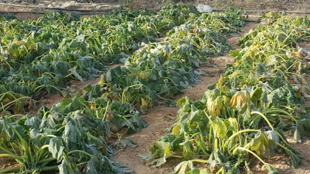 في غزة .. الصقيع يُتلف المزروعات ويُشعل أسعار الخضراوات


