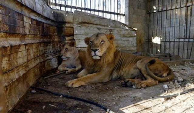 حدائق الحيوان في غزة مهددة بسبب الوضع الاقتصادي 