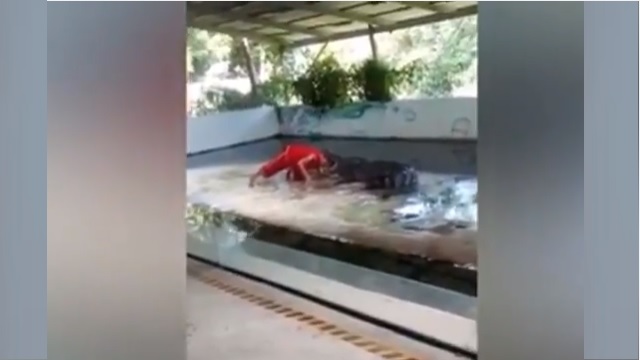نجا بإعجوبة من فم تمساح.. فيديو