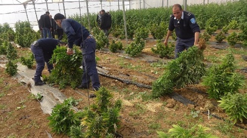 الشرطة تضبط مستنبتا