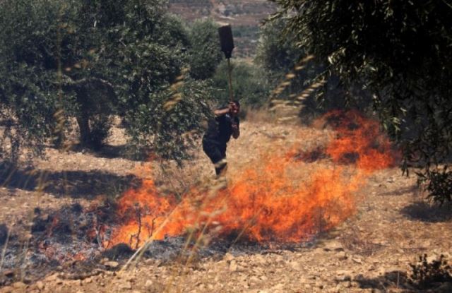 مستوطنون يضرمون النار في حقول زيتون في بورين
