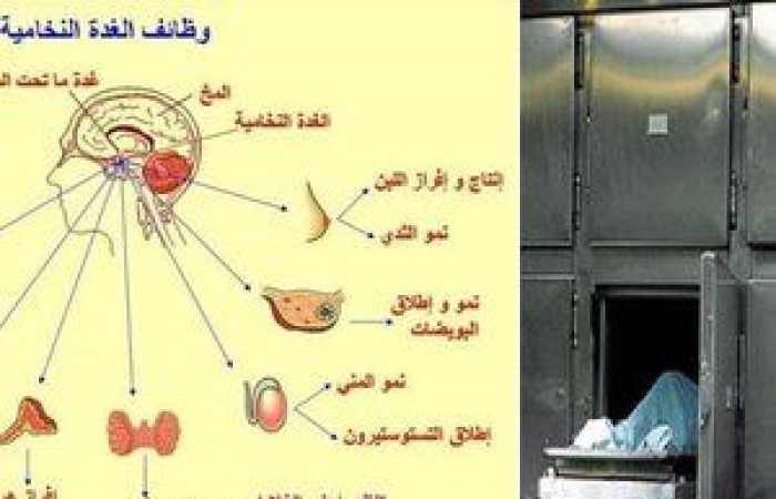 مصري يعود للحياة