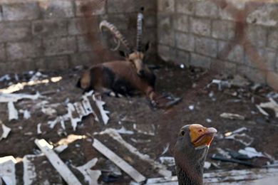 قوات الاحتلال قتلت الحيوانات في حديقة غزة
