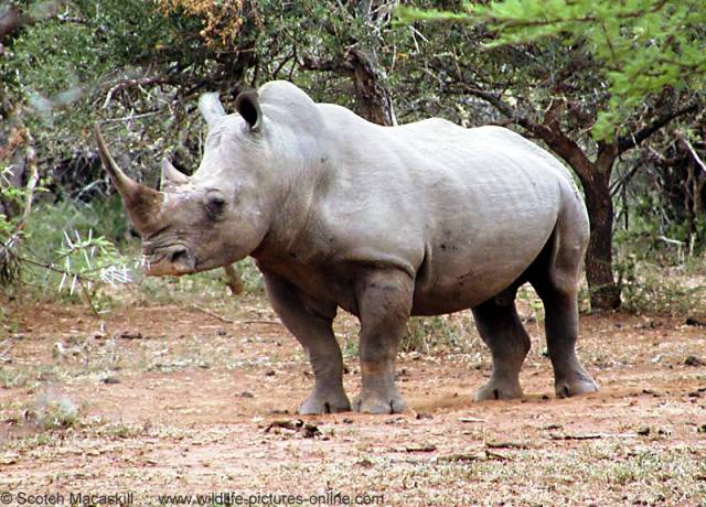 لم يبق في الأرض إلا 6 رؤوس من وحيد القرن الأبيض