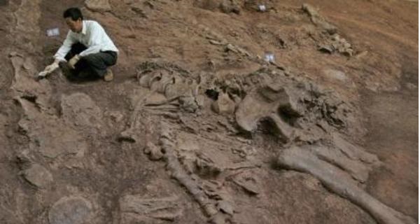 اكتشاف هيكل عظمي لديناصور نادر جنوب تونس
