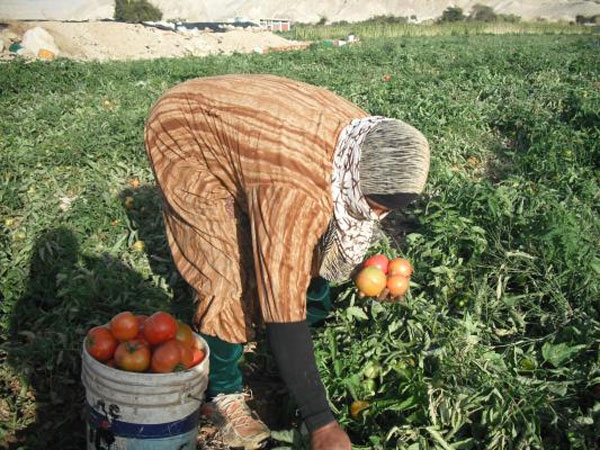 280 مليون دولار خسائر القطاع الزراعي بالأردن بسبب اضطرابات المنطقة 