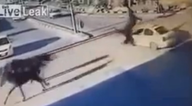 بالفيديو.. حصان يطير في الهواء بعد اصطدامه بـ سيارة أجرة في فلسطين