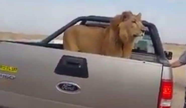 بالفيديو: أسد عراقي