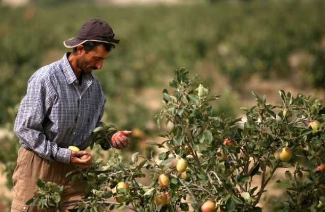 الإغاثة الزراعية تسعى لإعادة إعمار القطاع الزراعي في غزة