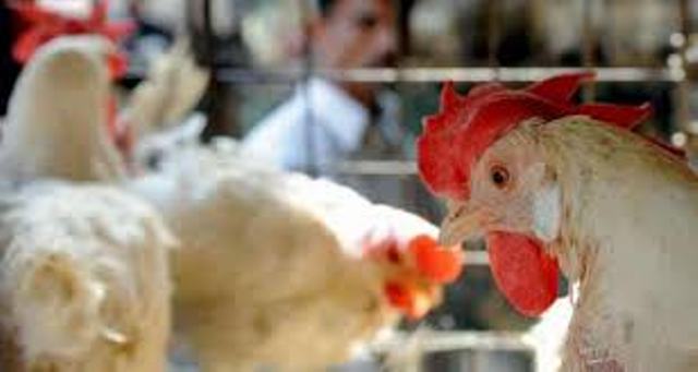 4 حالات وفاة جديدة بأنفلونزا الطيور في مصر