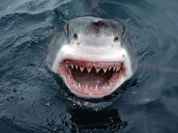 دراسة: ارتفاع أعداد أسماك القرش في شواطىء البحر المتوسط