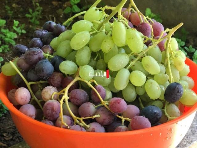 العنب فاكهة خارقة..