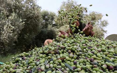 'الزراعة' تعلن موعد بدء موسم تصدير زيت الزيتون على شكل أمانات

