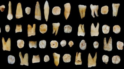 اكتشاف إحفورة أسنان في الصين تهز فرضية انتشار الإنسان من أفريقيا
