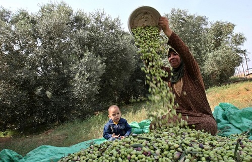 خاص| في 5 سنوات:  34 ميلون دولار خسائر قطاع الزيتون تهريباً وغشا 
