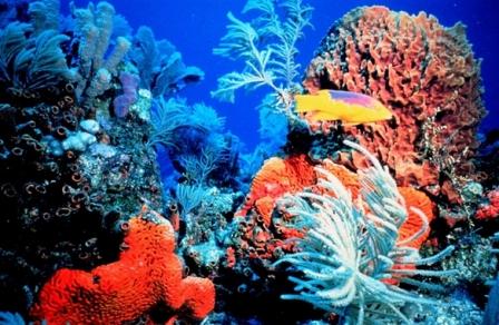 بحث: مادة واقية من أشعة الشمس تسبب السمية للشعاب المرجانية
