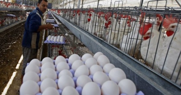 متابعة الحدث: قطاع الدواجن يتهاوى من جديد ومزارعون في مهب الريح