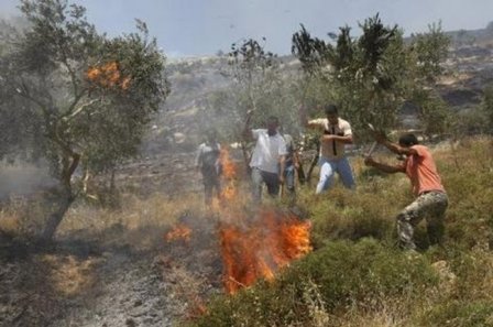 مستوطنون يضرمون النار في حقول زراعية جنوب نابلس
