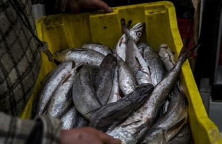 الصيد غير القانوني والصناعي يهددان المحيطات
