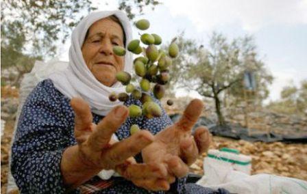 الإغاثة الزراعية تطلق حملة تطوعية لقطف ثمار الزيتون بالضفة الغربية
