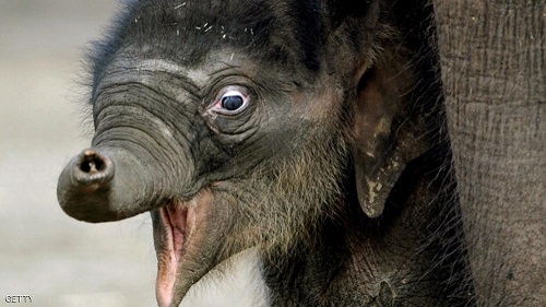 مقاضاة وزارة الصحة الأميركية بسبب الفيلة
