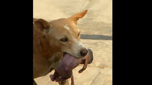 كلب ينقذ رضيعا في البرازيل بعدما انتشله من القمامة
