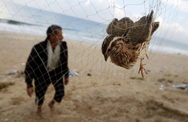 غزة: صيادو الطيور المهاجرة يبدؤون بملاحقتها في السهول والبساتين