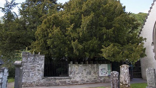 أقدم شجرة في بريطانيا