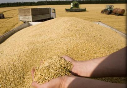 سوريا تشتري 200 ألف طن من القمح الروسي
