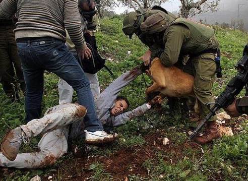 الجيش الإسرائيليّ يعذّب طفلًا غزيًا بعد اعتقاله باستخدام الكلاب البوليسيّة

