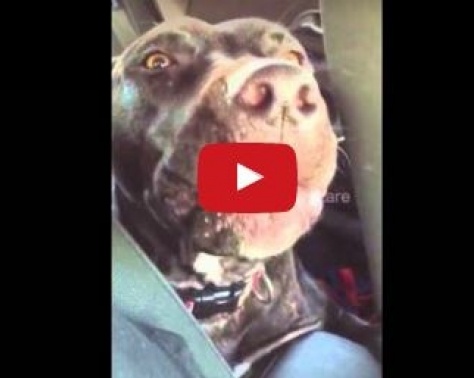 بالفيديو- كلب يغنى Hello من داخل السيارة ويشعل مواقع التواصل الاجتماعي