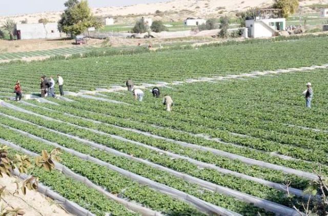  خان يونس: إطلاق نار إسرائيلي تجاه مزارعين ورعاة أغنام
