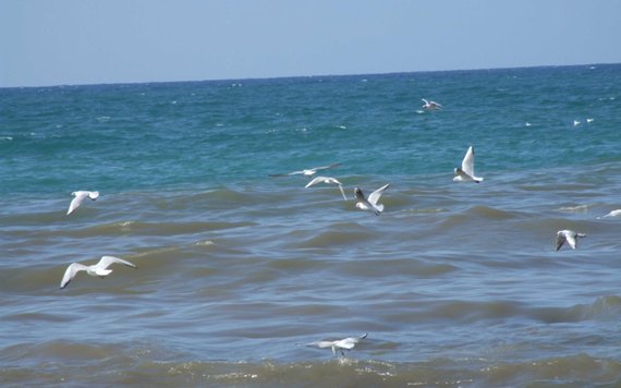 رفح: آمال بعودة أسماك 
