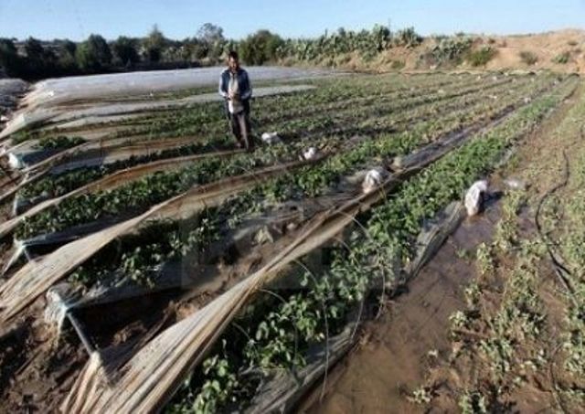 مشروع لاستعادة سبل العيش لصغار المزارعين المتضررين من العدوان