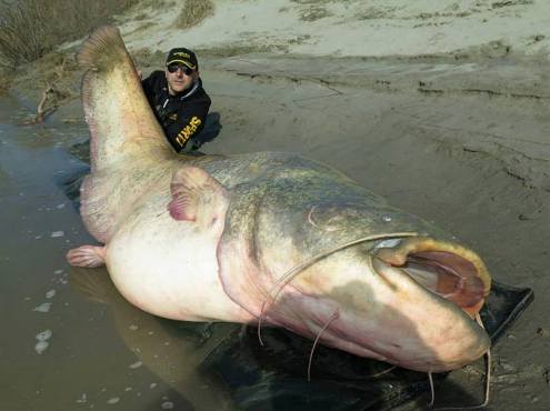 صور.. إيطالي يصطاد سمكة عملاقة تزن 120 كيلو بالصنارة