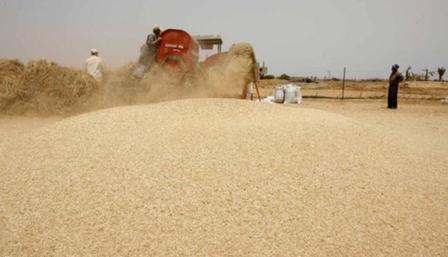مصر تستورد 300 ألف طن قمح لإنتاج الخبز المدعم