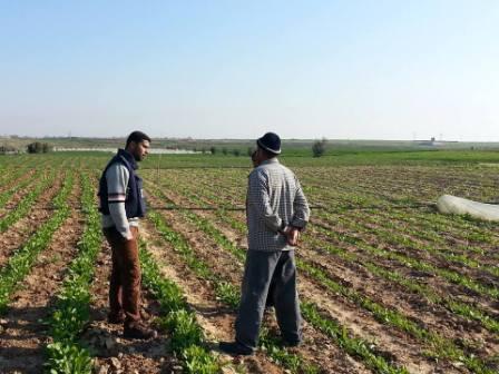 المبيدات السامة سلاح إسرائيلي جديد يفتك بمزارعي غزة