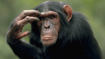 محكمة أمريكية تقضي بأن للشمبانزي حقوقا كالإنسان