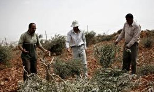مستوطنون يحطمون أشجار عنب وزيتون ولوزيات شمال الخليل