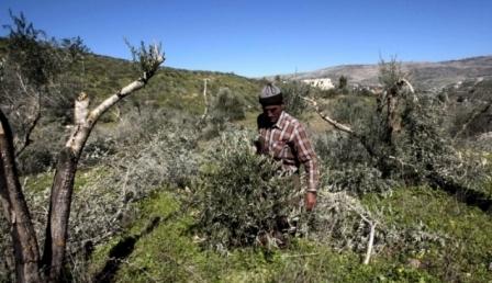 مستوطنون يقتلعون 800 شجرة زيتون شرق الخليل