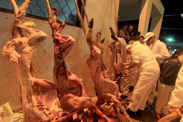 الطائفة السامرية بنابلس تنحر 55 خروفا احتفالا بعيد 
