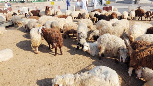 ' الزراعة' تبحث مع تجار المواشي واللحوم سبل تخفيض الأسعار