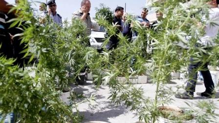 مكافحة المخدرات تضبط