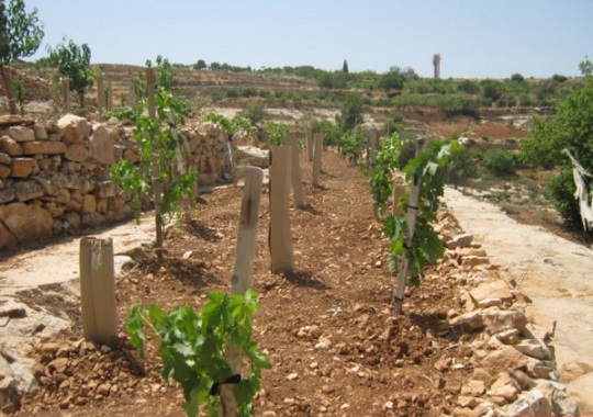  الزراعة لـ