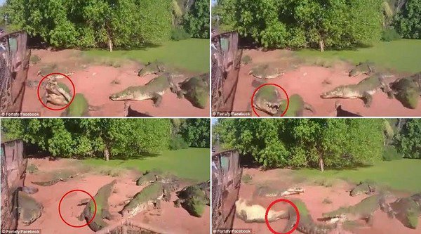 بالفيديو - تمساح جائع يقطع ذراع زميله ويأكلها
