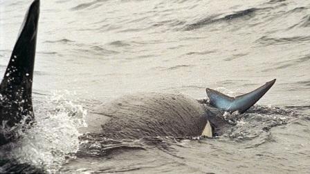 أمريكا تعلن الحد الأقصى لصيد الحيتان والسلاحف
