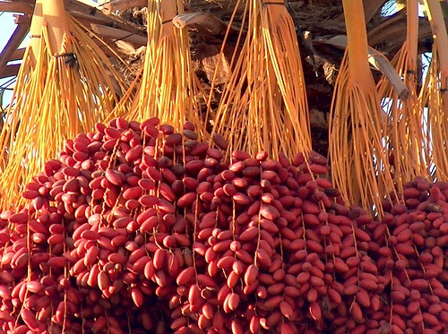 متابعة الحدث: البلح يحقق إنتاجاً وفيراً رغم فتك آفة سوسة النخيل بمئات الأشجار