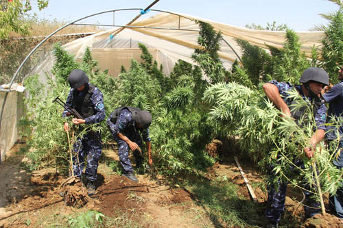 الشرطة تضبط مشتلي 