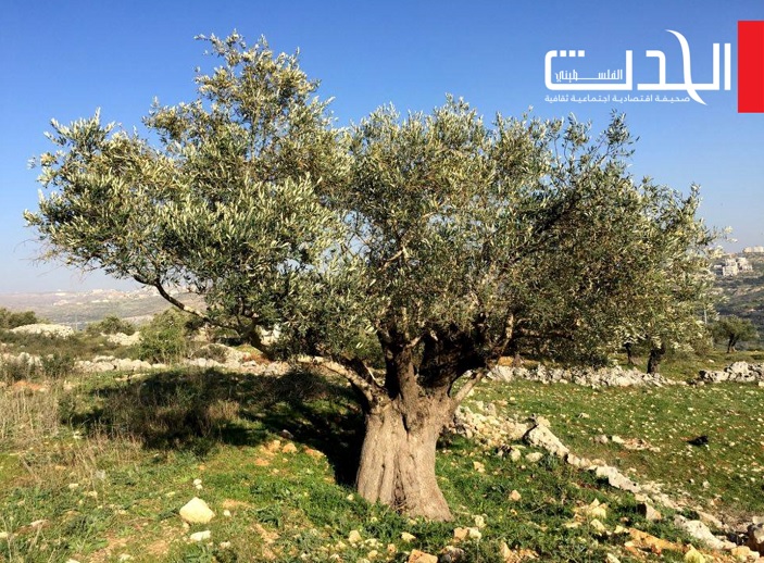حالة الطقس في فلسطين