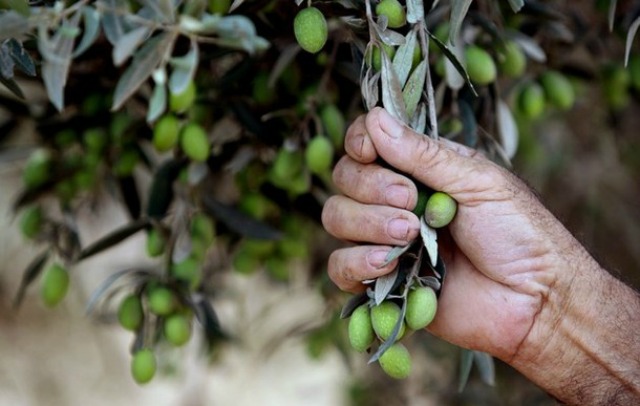 حماية المستهلك: نصاب